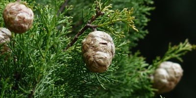 L'huile essentielle de Cyprès toujours vert (rameaux et feuilles): propriétés et indications