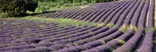 Les plantes anti-stress et anxiolytiques