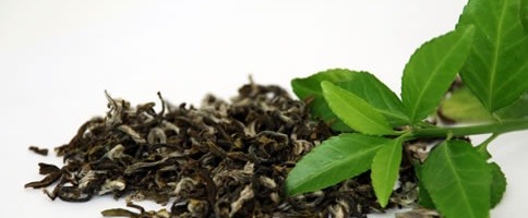 Le thé vert: le pouvoir anti-oxydant