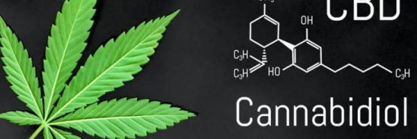 CBD (cannabidiol): bienfaits, utilisations, contre-indications, posologies...