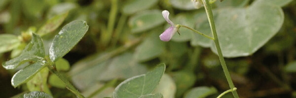 Desmodium asendens: La plante médicinale reconnue contre l'hépatite A et B