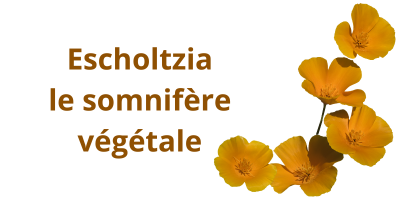 L'Eschscholtzia: le somnifère végétal