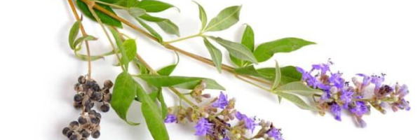 Santé Féminine : Tout Savoir sur le Gattilier (Agnus Castus)