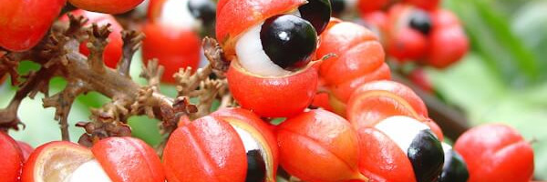 Le Guarana: anti-fatigue et l'alliée minceur