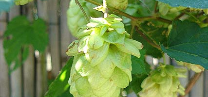 Le Houblon: stress, troubles du sommeil et ménopause