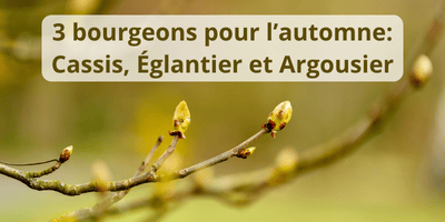3 bourgeons pour préparer son organisme à l'automne