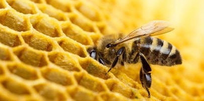 La Propolis, une substance naturelle offerte par les abeilles